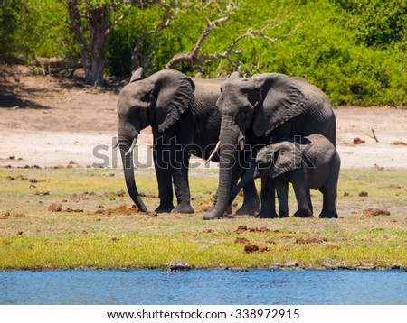 Family of african elephants - mother, father and baby - at the river on sunny day.
