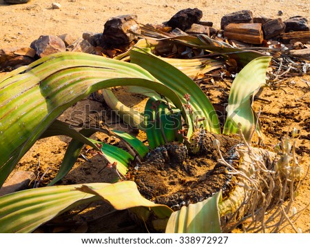 Welwitschia Mirabilis also named as living fossil, Petrified forest, Namibia