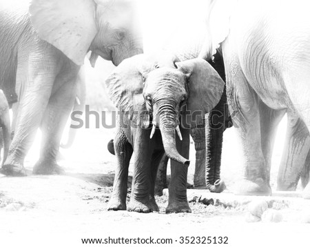 Young african elephant in the middle of family herd, Etosha National Park, Namibia. Black and white image.