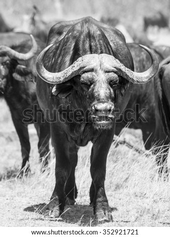 African cape buffalo standing in the middle of herd. Black and white image.