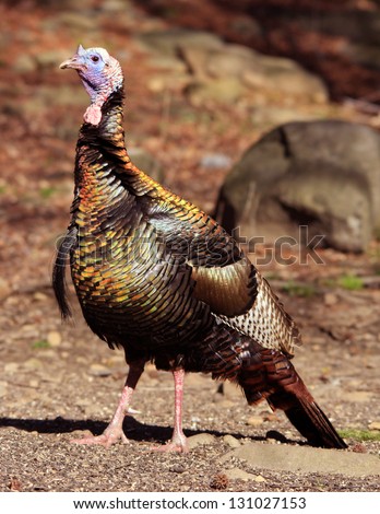 Wild Tom Turkey Showing Iridescent  and Breeding Colors