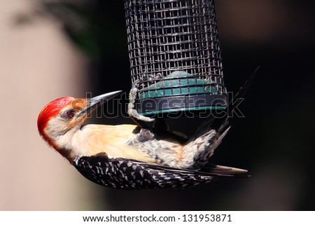 Red-bellied Woodpecker Feeding on Sunflower Seeds at Bird Feeder