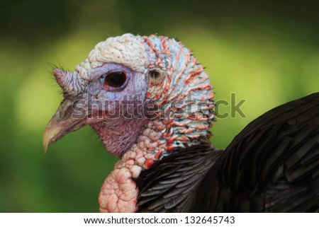 Closeup of a Wild Turkey Head and Face in Breeding Colors