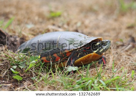 A Female Painted Turtle Laying Her Eggs in a Hole Dug in the Ground