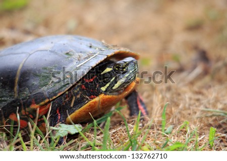 A Female Painted Turtle Laying Her Eggs in a Hole Dug in the Ground
