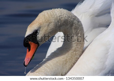 A Closeup of a Single Mute Swan with a Water Drop Hanging From Beak