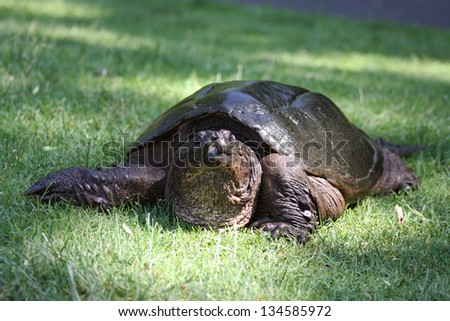 A Very Large Common Snapping Turtle, (Chelydra Serpentina) on his way Through the Grass in the Early Spring