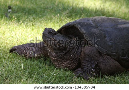 A Very Large Common Snapping Turtle, (Chelydra Serpentina) on his way Through the Grass in the Early Spring