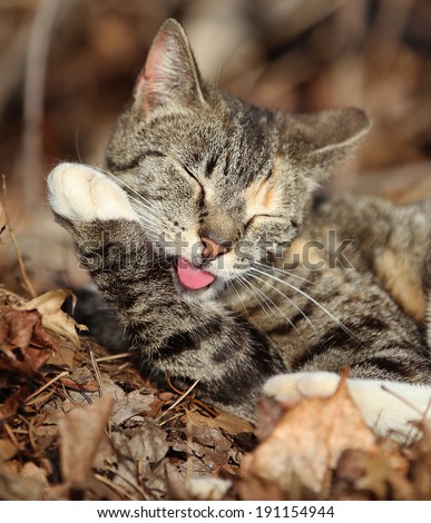 A Feral Cat Cleaning Itself Using Its Pink Tongue.