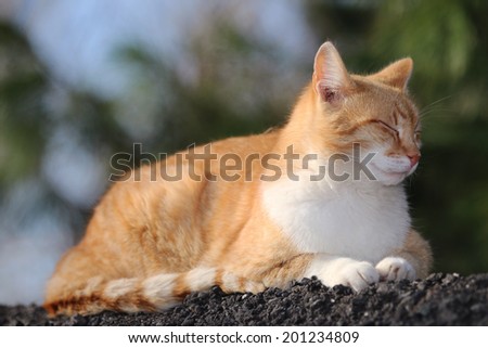 A Feral Cat Sleeping Outside In The Sunlight