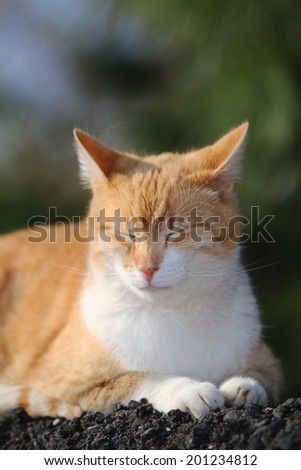 A Feral Cat Sleeping Outside In The Sunlight