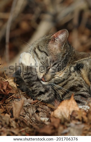 A Domestic Cat Cleaning its Paw in the Woods.