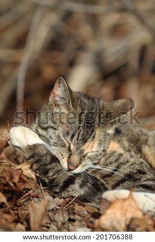 A Domestic Cat Cleaning its Paw in the Woods.