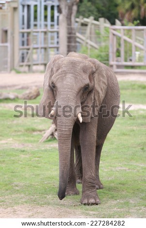 An African Elephant (Loxodonta Africana) with Tusk Showing Inside a Zoo Enclosure.