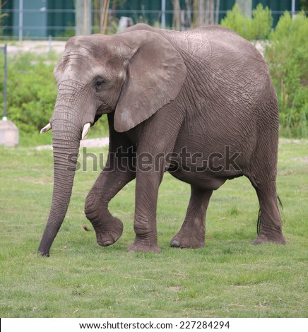 An African Elephant (Loxodonta Africana) with Tusk Showing Inside a Zoo Enclosure.