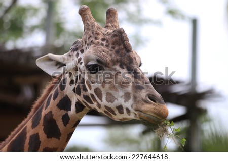 An Isolated Giraffe (Giraffa Camelopardalis) Head Shot.