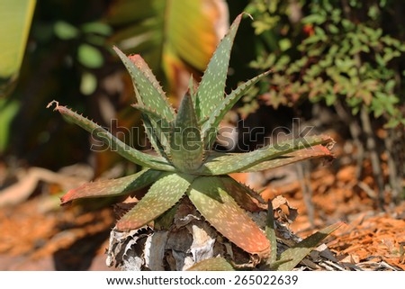 An Aloe Vera Plant Growing in the Wild Which is Used in Health Care and Medicine