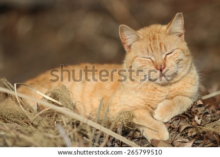 A Homeless Feral Cat Enjoying the Sun on a Cold Spring Day.