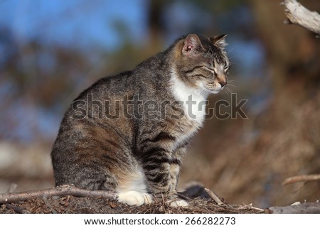 A Feral Cat with No Tail Hunting for Food Outside