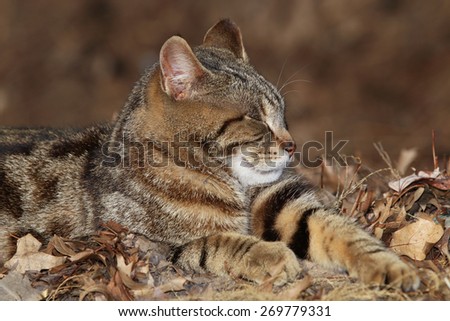 A Feral Cat With Bengal Cat Like Striping Enjoying the Sun on a Warm Day