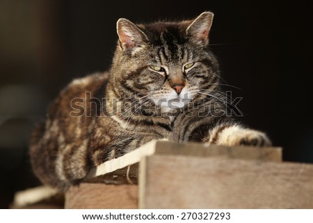 A Feral Cat Sleeping Outside on a Shipping Crate