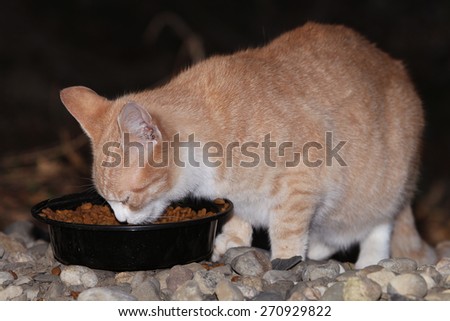 A Young Feral Kitten Eating Food Left Out for the Colony