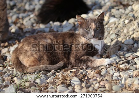 A Wild Feral Cat Sleeping Outside While Enjoying the Warm Sun