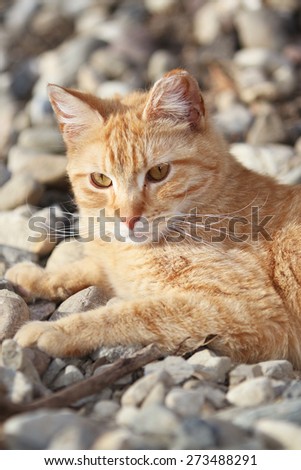 A Wild Homeless Cat Sleeping Outside on the Warm Rocks