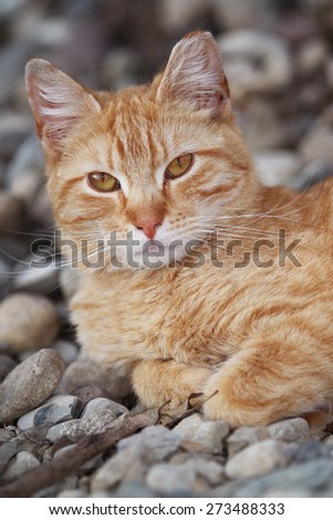 A Wild Homeless Cat Sleeping Outside on the Warm Rocks