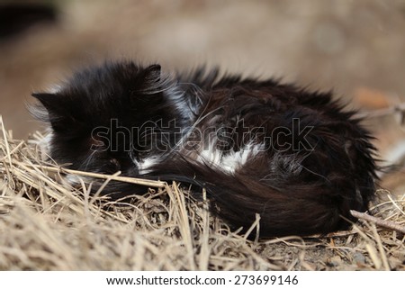 A Wild Feral Cat Sleeping Outside in the Warm Sun
