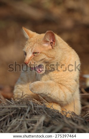 A Dirty Feral Cat Cleaning Itself Outside in the Summer Sun