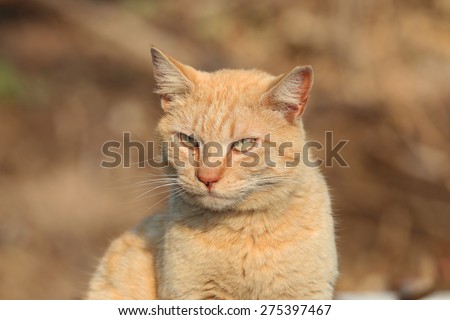 An Angry Looking Cat Outside in the Summer Sun