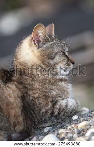 A Profile of a Wild Feral Cat Sleeping Outside on a Pile of Rocks
