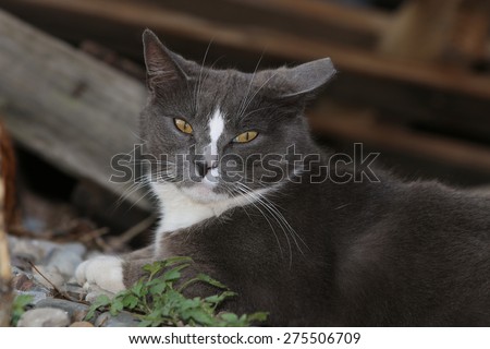 A Wild Feral Cat Sleeping Outside in a Pile of Wood