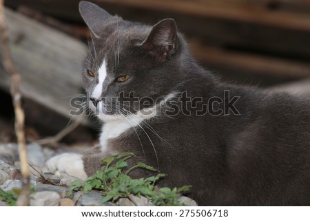 A Wild Feral Cat Sleeping Outside in a Pile of Wood