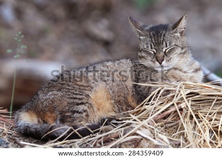 A Feral Cat Sleeping Outside Amongst Dead Grass.