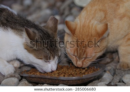 Two Feral Cats Eating at a Feeding Station Setup for Them.