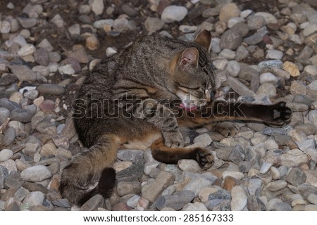 A Feral Cat Stretching as Much as it Can While Trying to Clean its Fur