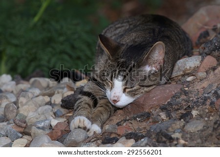 A Shorthaired Wild Cat Sleeping Outside on a Pile of Warm Rocks