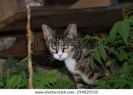A Feral Cat Hiding Behind Green Bushes