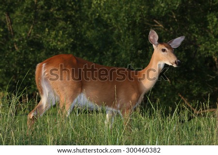 A Female White-Tailed Deer (Odocoileus Virginianus) Standing in the High Grass at a Local Golf Course