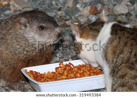 A Groundhog and a Feral Cat Sharing Dry Cat Food at a Feeding Station Set up for Feral Cats