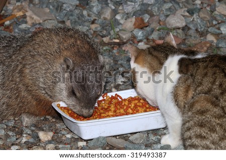 A Groundhog and a Feral Cat Sharing Dry Cat Food at a Feeding Station Set up for Feral Cats