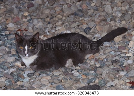 A Wild Feral Cat Sleeping Outside on a Pile of Rocks