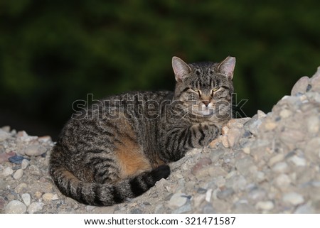 A Feral Cat Sleeping Outside on a Pile of Rocks