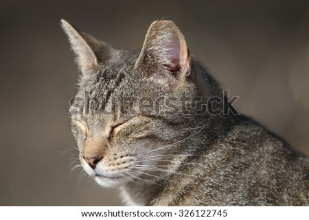 A Closeup Profile Picture of a Feral Cat Sleeping Outside