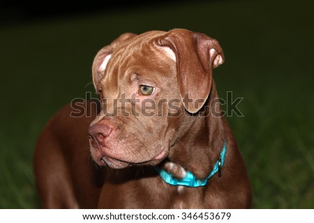A Young Pit Bull Puppy with Green Eyes Looking Intently and Ready to Play