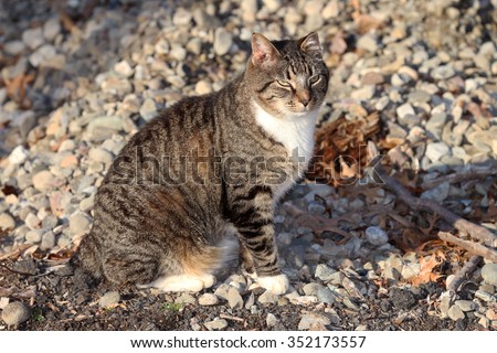 A Feral Cat with no Tail Sitting in the Sun