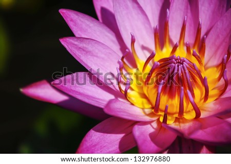 Lotus or water lily flower