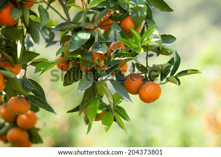 fresh orange on plant, orange tree